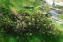 Moncenisio - Fiori_19